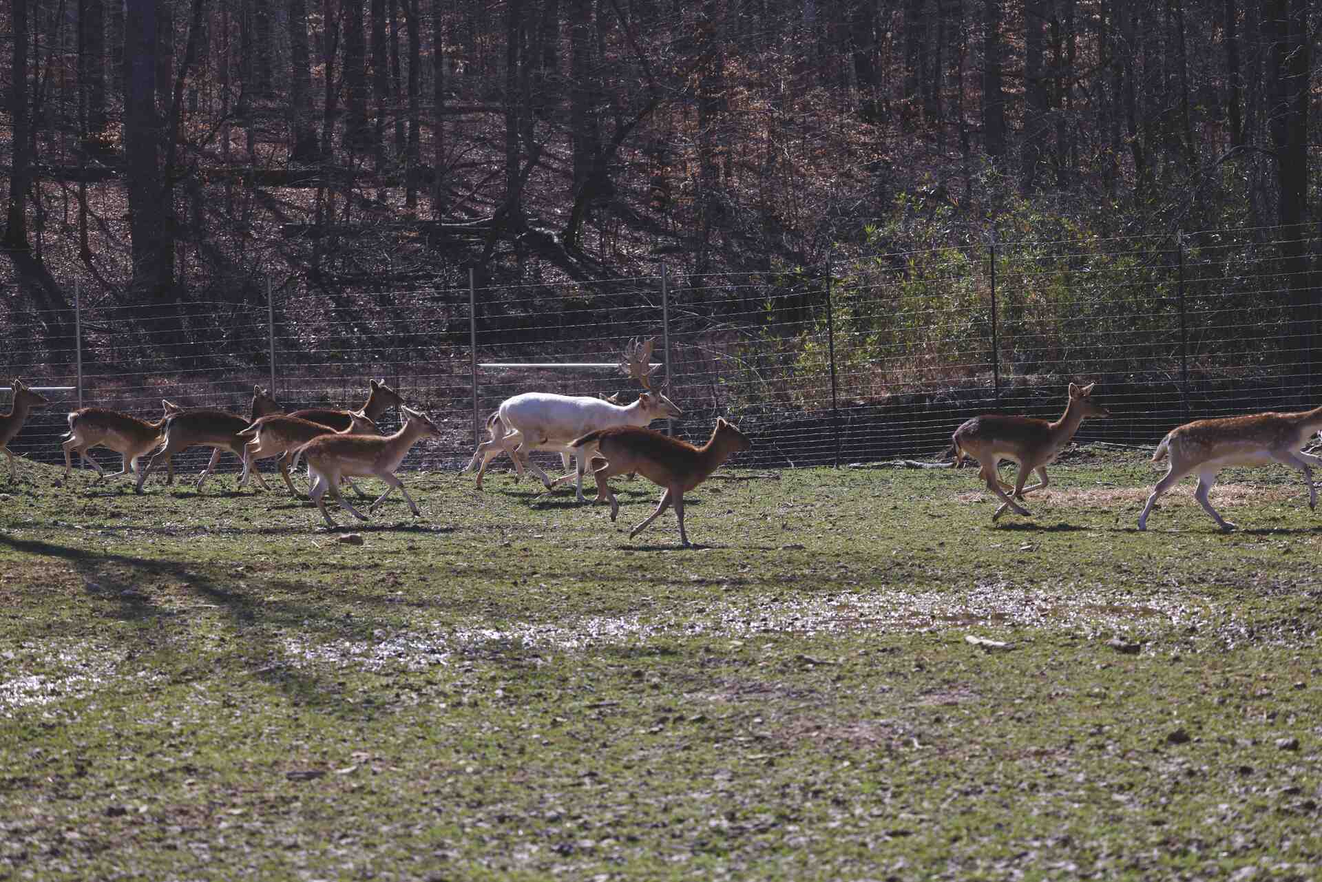 Deer herd running with white stag across open fields at Bison Ridge