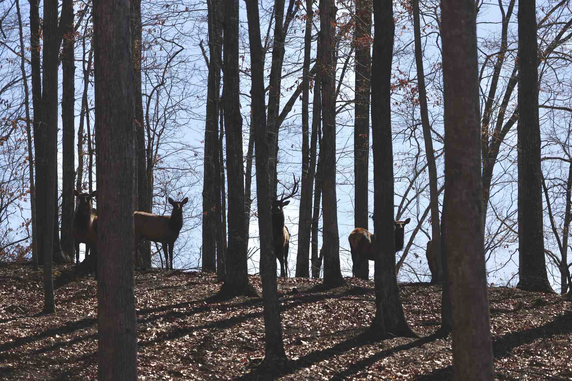Bison Ridge Wellness Sanctuary