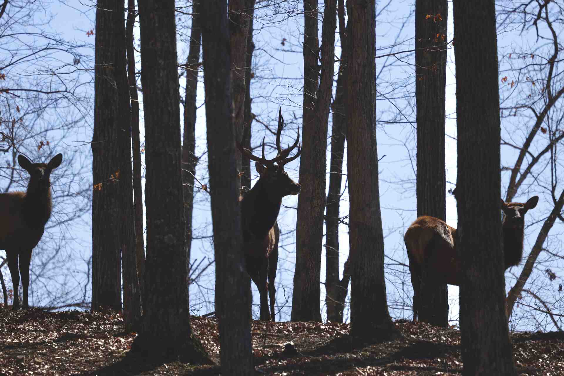 Sunrise yoga at Bison Ridge