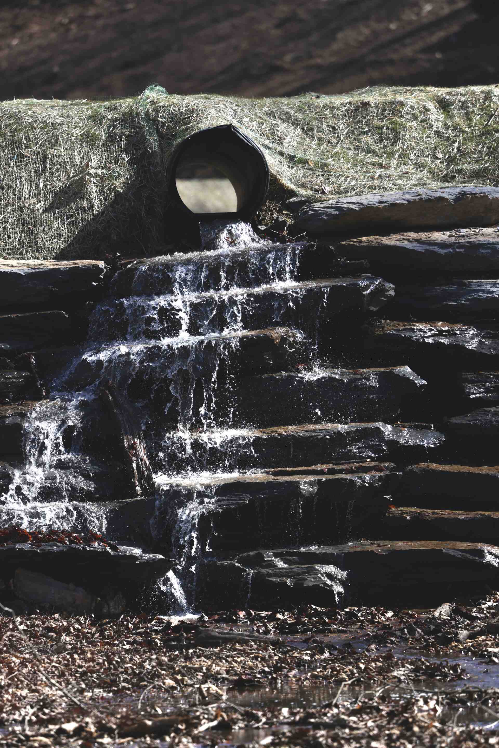 Spring at Bison Ridge