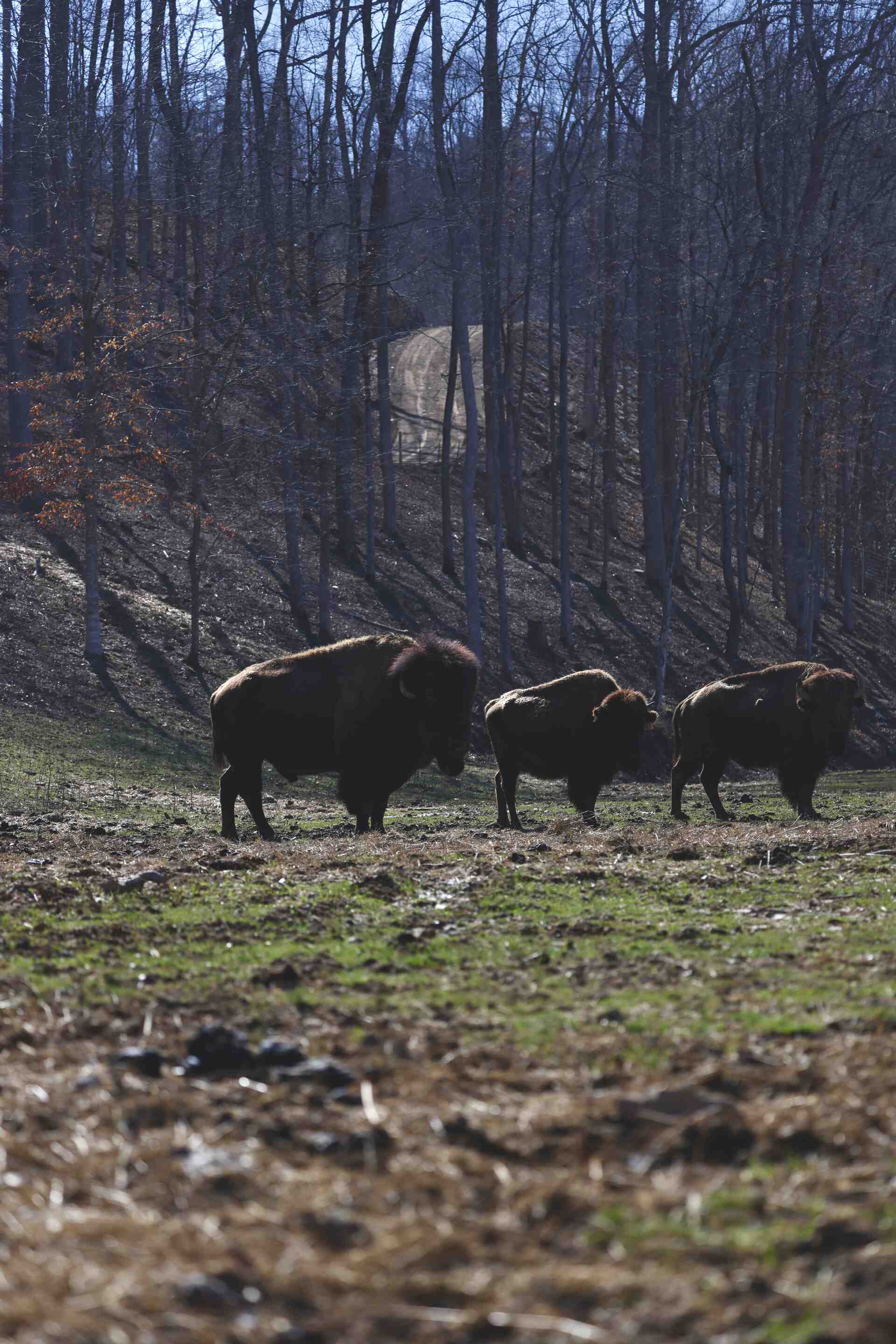 Three bison walking in line