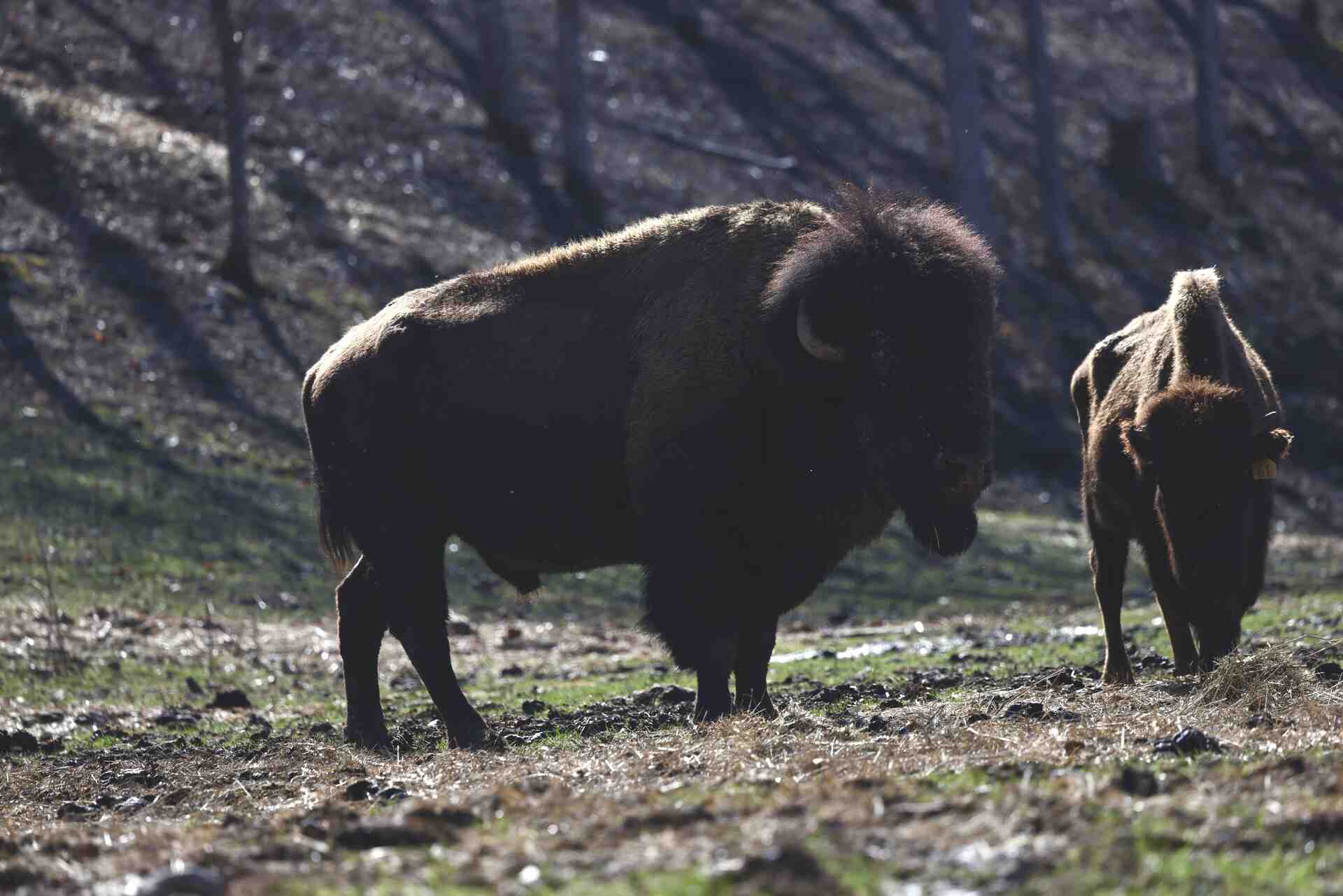 Single bison in profile